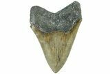 Serrated, Fossil Megalodon Tooth - North Carolina #311838-1